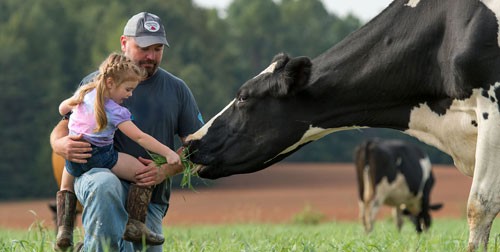 Nông dân nuôi bò sữa organic nỗ lực tìm cách để người tiêu dùng nhận biết sản phẩm của họ trên thị trường    Ảnh: ORGANIC VALLEY
