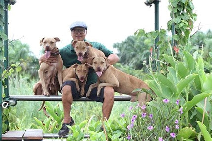 Người đầu tiên mang giống chó Pit Bull về Việt Nam chính là anh Mai Quang Tuấn    
