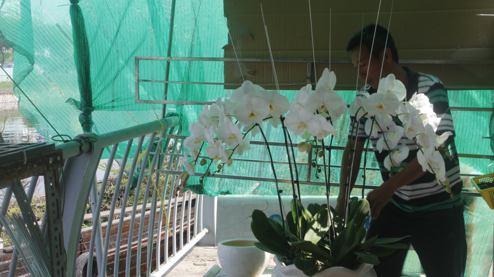 Anh N.V.N (chủ sạp hoa ở bến Bình Đông) đang tạo dáng hoa lan để bán Tết. Ảnh: Liên Nguyễn