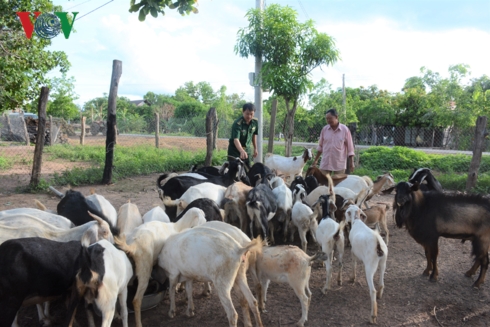 Ngành nông nghiệp Đắk Lắk đang định hướng nuôi dê thành nghề trọng điểm để xóa đói giảm nghèo.  