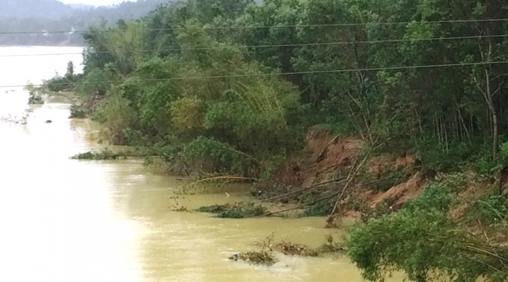 Rừng cây trồng và rừng tre chống xói lở bị cuốn xuống sông