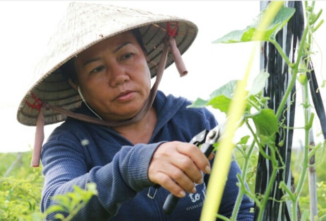 Bà Nguyễn Thị Kim Xuân chủ vườn ớt rộng hơn 3ha ở Củ Chi.