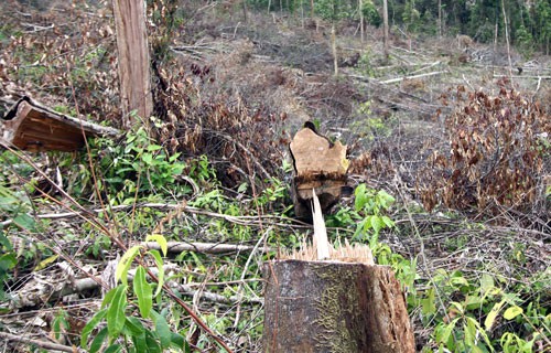 Hàng loạt cây to tại rừng phòng hộ Đạ Tẻh bị lâm tặc triệt hạ...