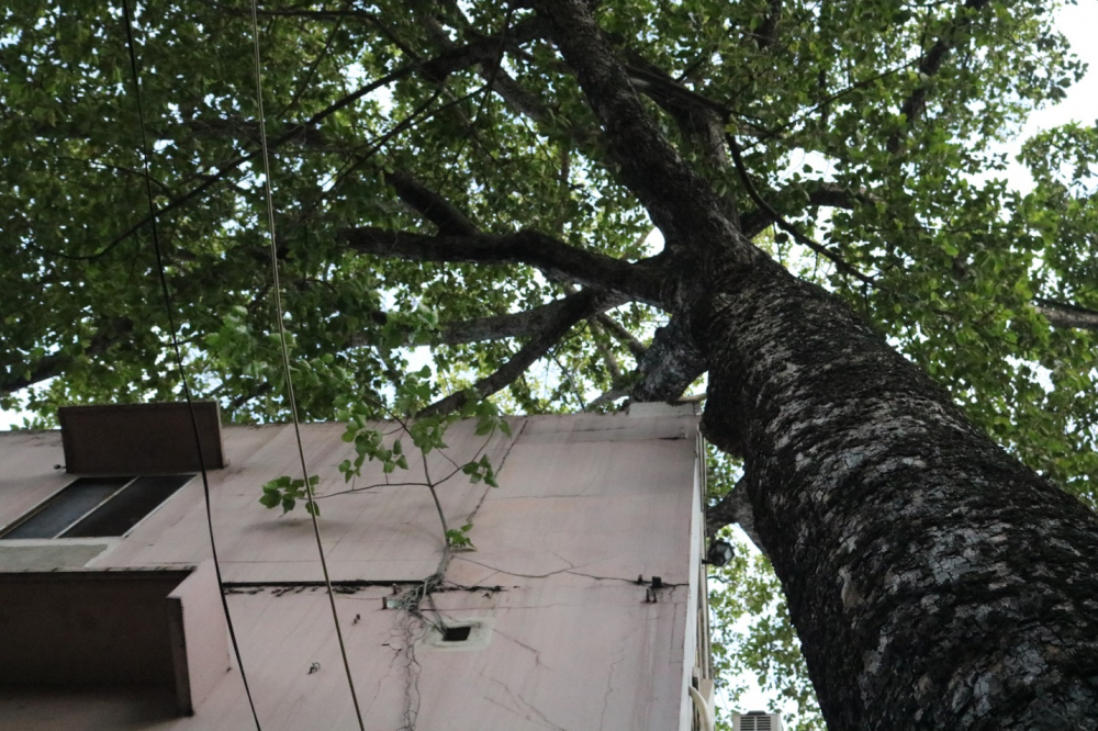 Nhiều cây trên đường Trần Bình Trọng (quận 5) đã sát vào nhà dân, có nguy cơ đổ ngã mỗi khi mưa lớn. (Ảnh: Huy Hoàng)