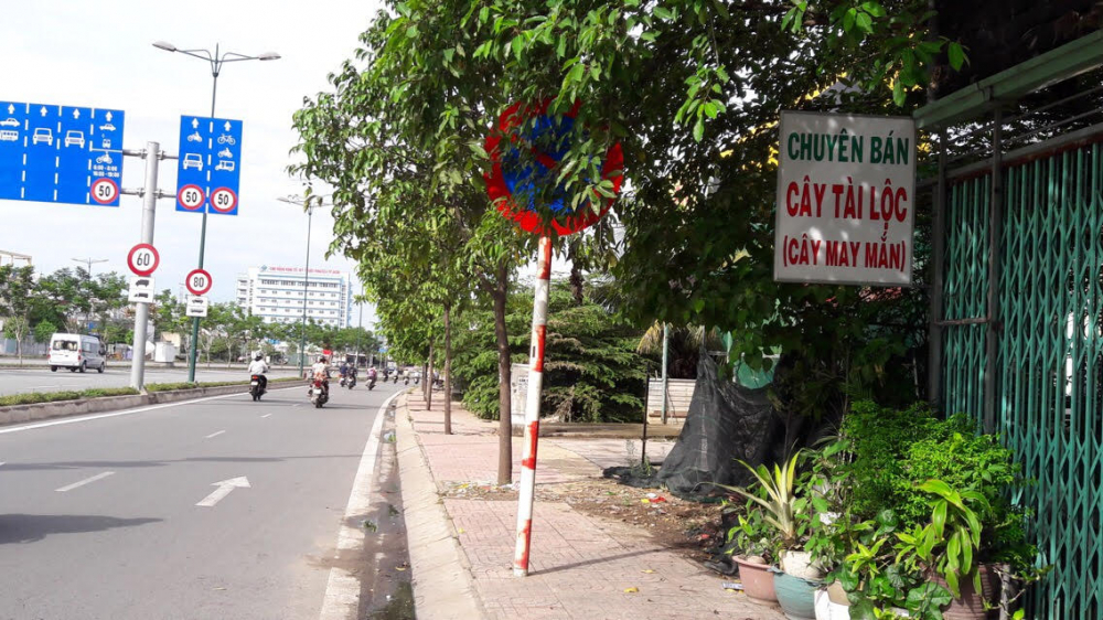 Biển báo cấm đỗ xe bị cây xanh che khuất trên đường Phạm Văn Đồng (Q.Thủ Đức).