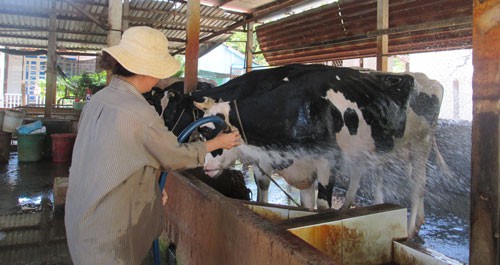 Nông dân Củ Chi tắm cho bò sữa