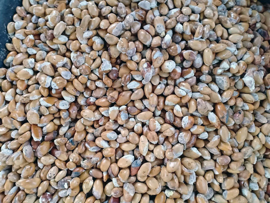 Tùy theo từng loại đẹp, xấu mà giá hạt sầu riêng dao động mức 50.000 - 80.000 đồng/kg.