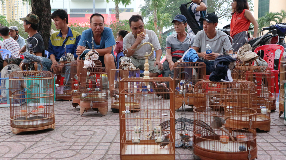 Chim sâu có giá thành khá rẻ và rất dễ nuôi. (Ảnh: Huy Hoàng)