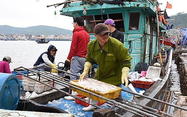 Ngư dân Quỳnh Lưu (Nghệ An) phấn khởi thu hoạch cá trong chuyến biển đầu năm. Ảnh: THANH YÊN    
