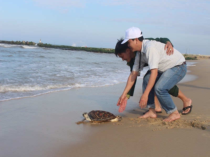 Cá thể rùa được thả về biển. Ảnh: CCTS