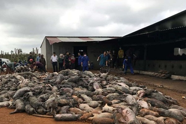 Hơn 1.200 con lợn của người dân bị chết cháy (Ảnh: Báo Đắk Nông)
