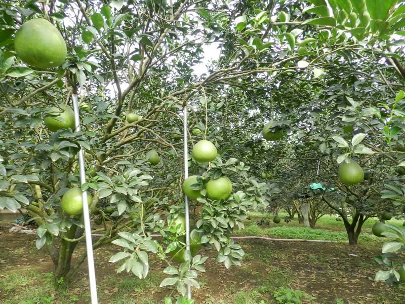 Mấy cây bưởi sung vườn nhà ông Nghi,   vụ tết năm rồi “đeo” gần cả trăm trái. Nay nay thì lèo tèo.