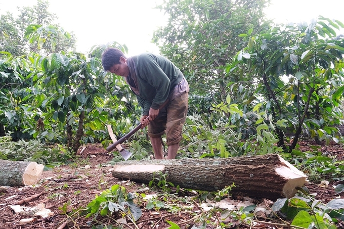 Nghệ nhân Rơ Châm Kok (làng Kép 2, xã Ia Mơ Nông, huyện Chư Păh) chuẩn bị gỗ để tạc tượng tại Festival Văn hóa cồng chiêng Gia Lai 2023. Ảnh: H.N