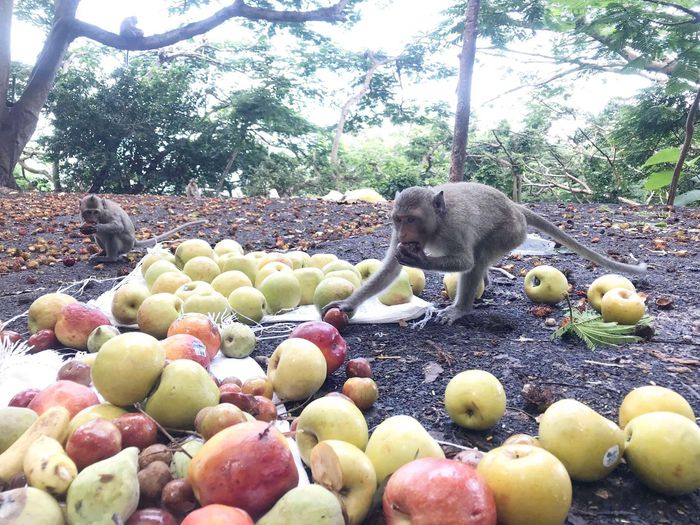 Chính quyền địa phương mang thức ăn lên núi để tiếp tế cho khỉ hoang (ảnh: báo Bà Rịa - Vũng Tàu).