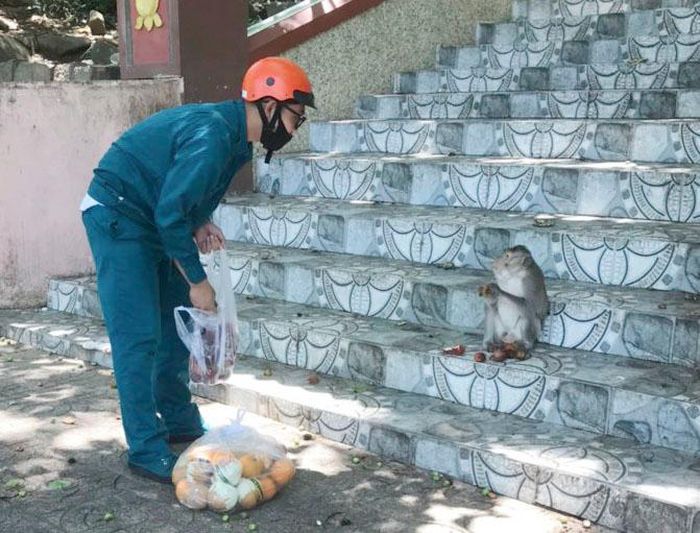 Lực lượng chức năng dùng thức ăn để dụ khỉ về núi (ảnh: báo Bà Rịa - Vũng Tàu).