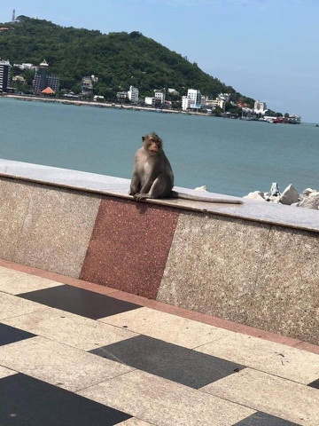 Khỉ hoang xuất hiện trên đường phố Vũng Tàu.