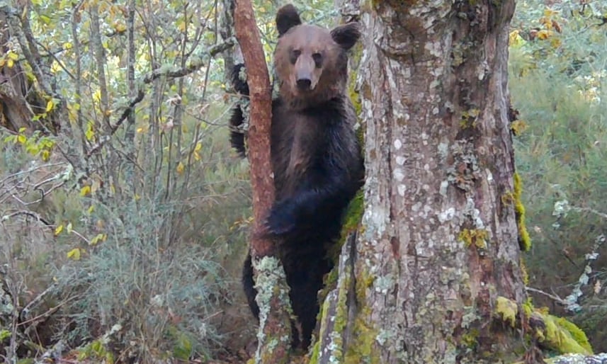 Gấu nâu là một loài được bảo vệ ở Tây Ban Nha từ năm 1973