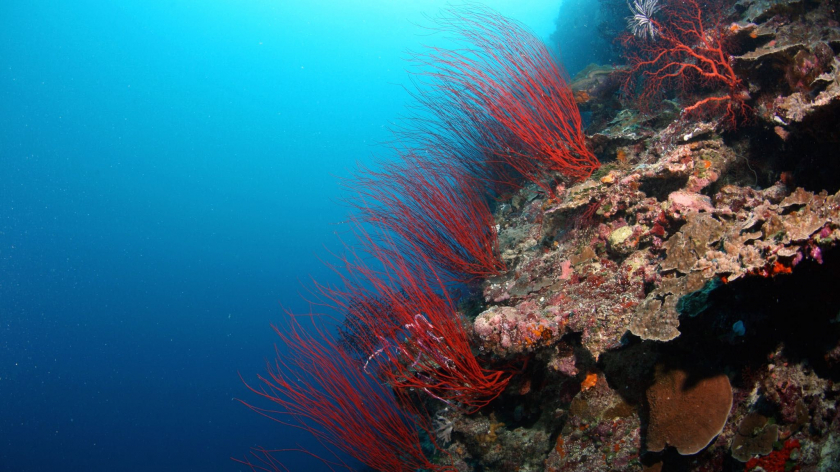 Những rặng san hô tự nhiên tuyệt đẹp tại Palau - Thái Bình Dương (Ảnh Internet)