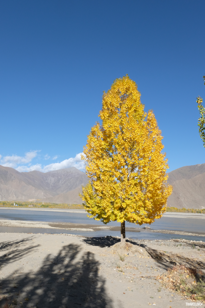Tibetan Tree - một loại cây ở Tây Tạng