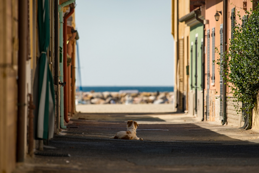 Một chú chó tận hưởng đường phố vắng du khách, Ý