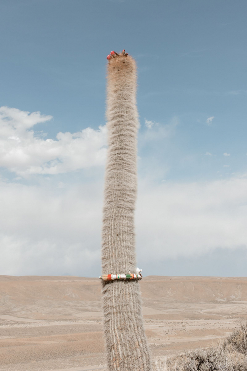 Một cây xương rồng gần thị trấn San Cristobal (Bolivia). Chiếc roi ôm quanh cây xương rồng là biểu tượng của sự quyền lực, được mang bởi những người lãnh đạo Andean. Đồng thời chiếc roi tượng trưng cho quyền lực của loài rắn trong cuộc hành trình Hoàng Tử Bé tìm đường về nhà.