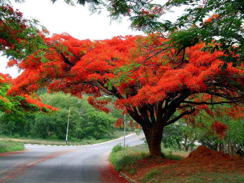Những tán cây phượng đỏ rực rỡ và nổi bật tựa như sức sống người dân Hải Phòng (ảnh: Internet) 