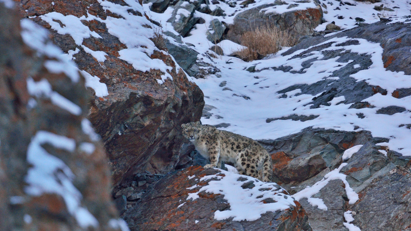 Loài Báo Tuyết bí ẩn luôn thu hút các nhiếp ảnh gia từ khắp nơi trên thế giới tìm đến 
