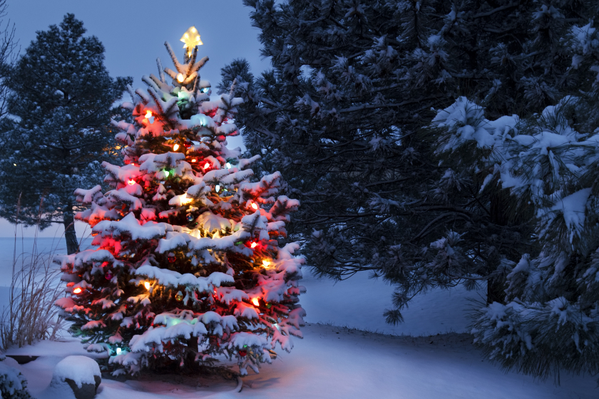 Cây thông luôn chiếm được rất nhiều spotlight mỗi dịp Giáng sinh.