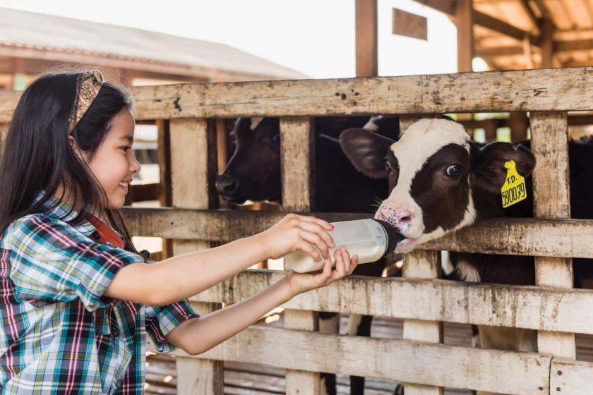 Trẻ em trải nghiệm hoạt động của người nông dân ở Trang trại bò sữa Ba Vì 