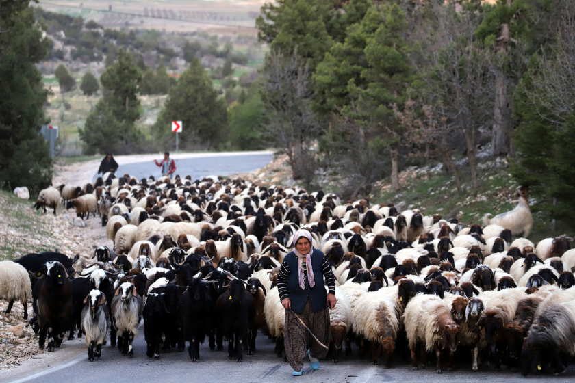 Những người du mục Yörük đưa đàn cừu của họ lên vùng cao nguyên mát mẻ có nhiều đồng cỏ mùa hè hơn ở Mersin, Thổ Nhĩ Kỳ ngày 4/5/2021. (Ảnh: DHA)