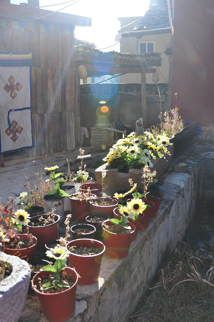 Hoa và nắng Thu khoe sắc ngay trên lối vào hostel gần phố cổ Dukezong của Shangri-la.