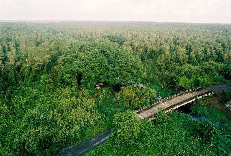 Cây cầu dẫn vào rừng tràm 40 năm tuổi
