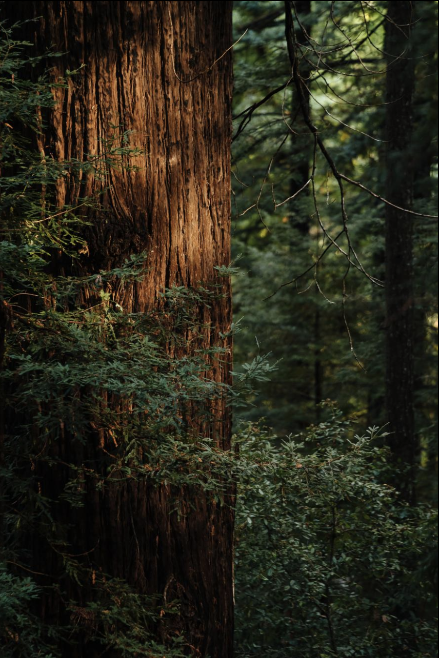 Cây gỗ đỏ trong Công viên tiểu bang Portola Redwoods 