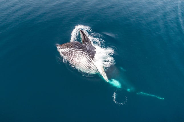 Hình ảnh một chú cá voi xanh đang kiếm ăn ở Châu Nam Cực. Ảnh: Florian Ledoux
