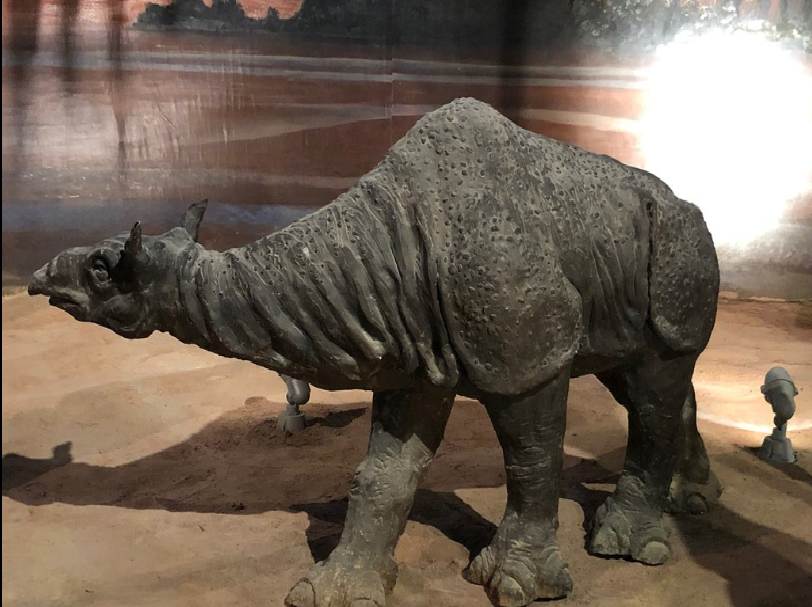 Có thể nói bộ hóa thạch Paraceratherium là điểm nhấn nổi tiếng của Bảo tàng, được phát hiện vào năm 1993 khi nâng cấp tuyến đường sắt Lan Châu - Tân Cương tại nhà ga Feiyue ở phía đông thành phố Turpan. 