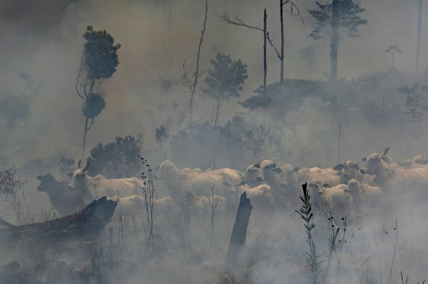 Một đàn gia súc giữa khu vực đám cháy rừng nhiệt đới Amazon
