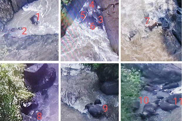 11 con voi chết tại thác Haew Narok (Ảnh: The Bangkok Post)