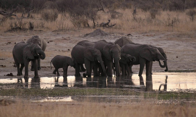 Một đàn voi uống nước tại Công viên Quốc gia Hwange, Zimbabwe (Ảnh: Reuters)