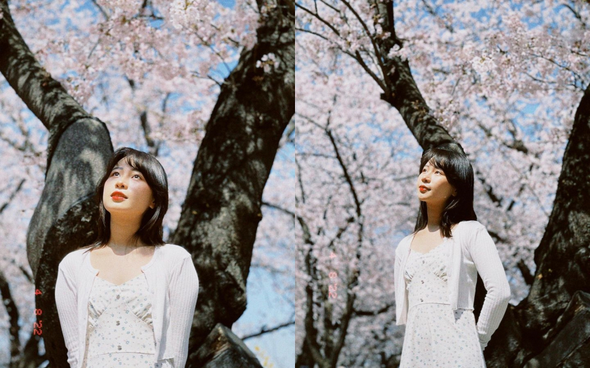 Ngọc Hòa chụp ảnh với hoa anh đào tại Yeouido Park. Ảnh: Ngọc Hòa.