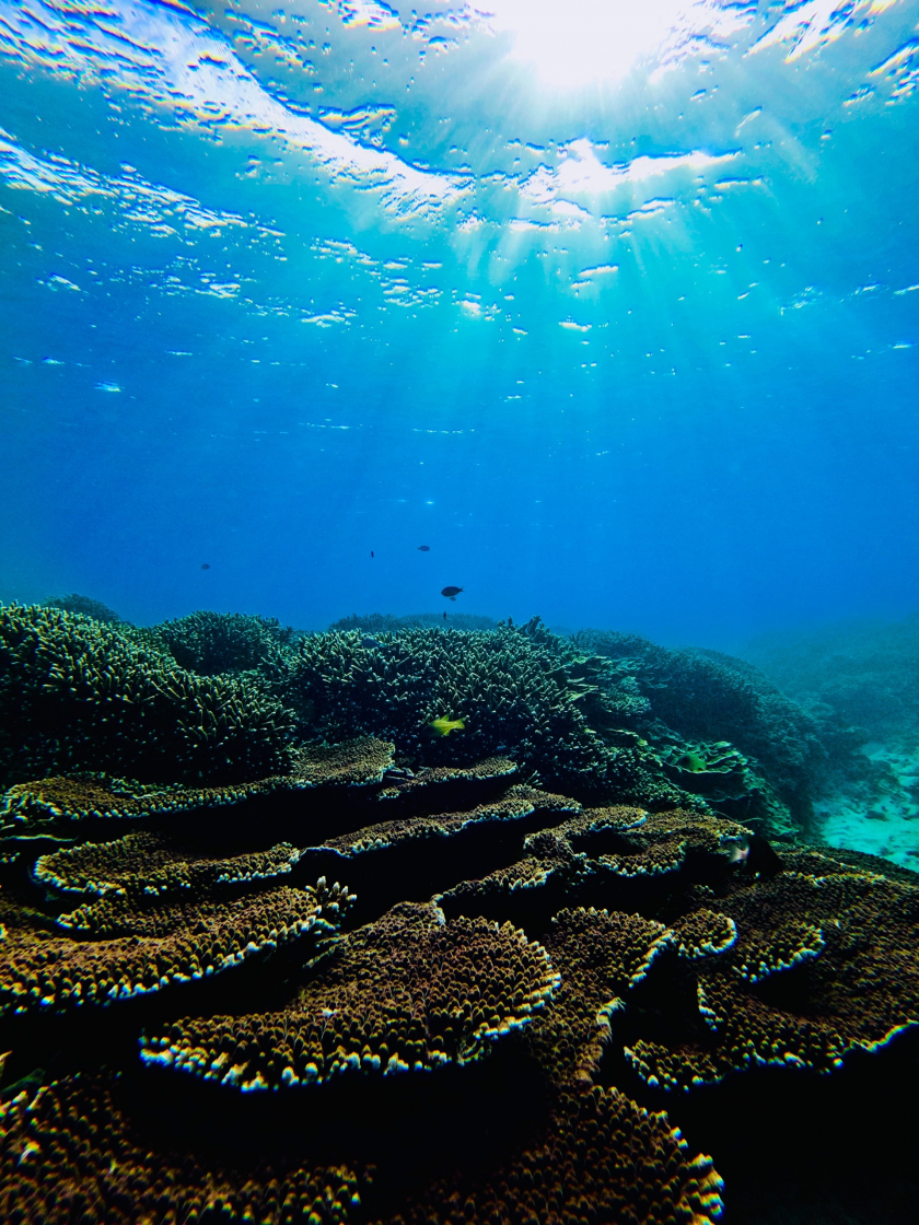 Để bảo vệ môi trường hệ sinh thái biển, du khách khi tham gia tour lặn không xả rác, không hái bẻ san hô và không đụng chạm vào những sinh vật dưới biển