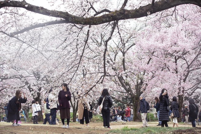 Mùa hoa anh đào vào tháng 3, 4 là thời điểm Nhật Bản đón lượng khách quốc tế lớn. Ảnh: Tổng hợp.