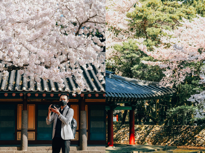 4 năm sống tại Hàn Quốc, năm nào Trọng Nghĩa cũng đều dành thời gian đi ngắm hoa anh đào. Ảnh chụp tại đảo Jeju.