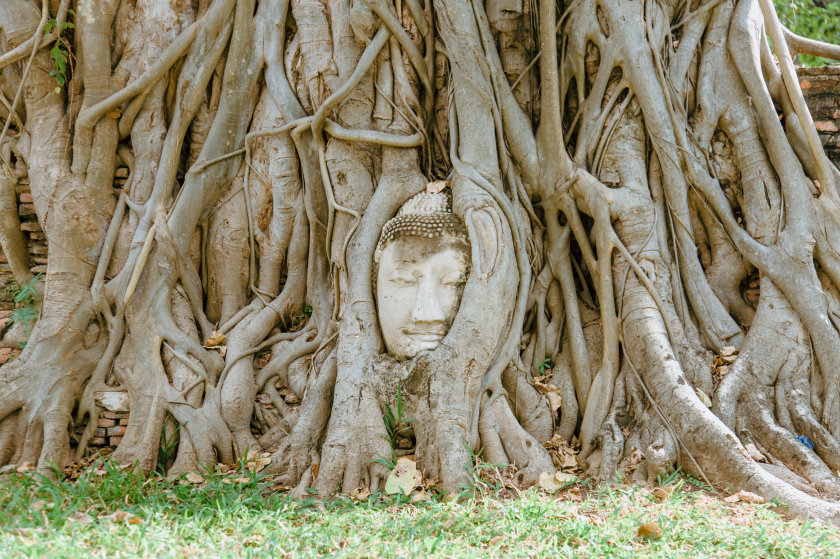 Chiếc đầu tượng Phật đó nằm ngay ngắn trong lòng bộ rễ trở thành một di tích khiến tất cả khách tham quan đều hiếu kỳ