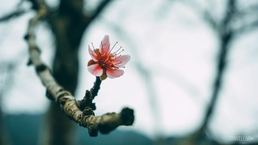 Hoa đào Hà Giang là đào phai năm cánh, màu không đỏ thắm mà chỉ phớt hồng