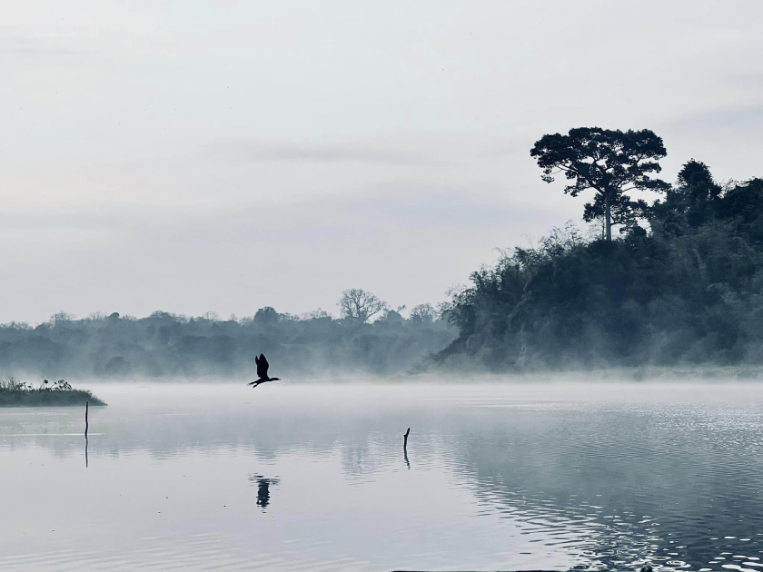 Vườn quốc gia Cát Tiên sở hữu khu Bàn Sầu có 600 cá thể cá sấu nước ngọt . (Ảnh sưu tầm)