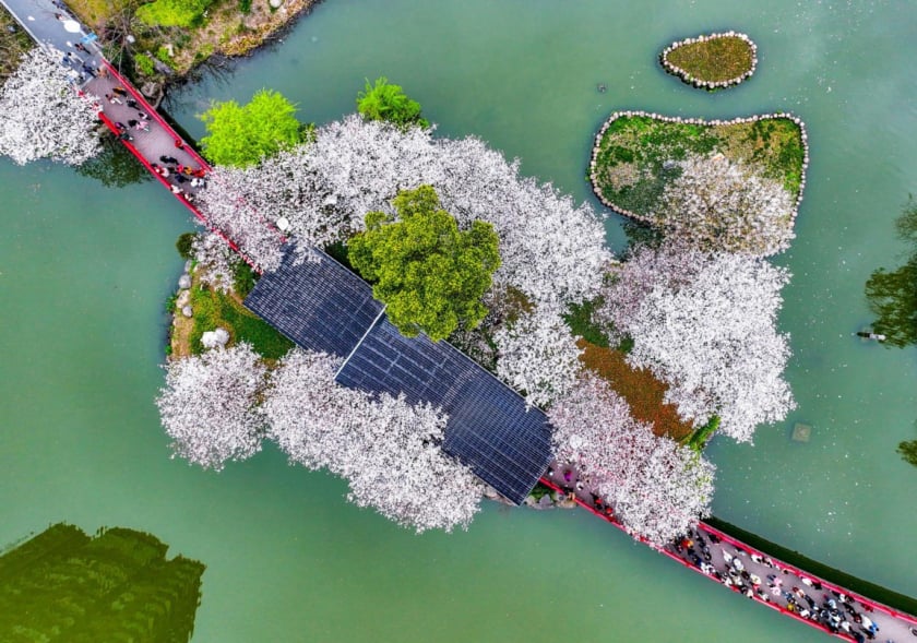 Hoa anh đào trong một công viên ở Ninh Ba, tỉnh Chiết Giang phía đông Trung Quốc