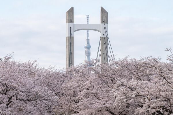 Tokyo Skytree được nhìn thấy đằng sau những bông hoa anh đào 