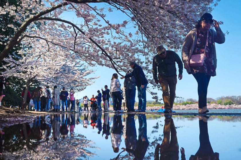Đi bộ dọc theo hồ Tidal Basin khi hoa anh đào bước vào mùa nở rộ ở Washington, DC