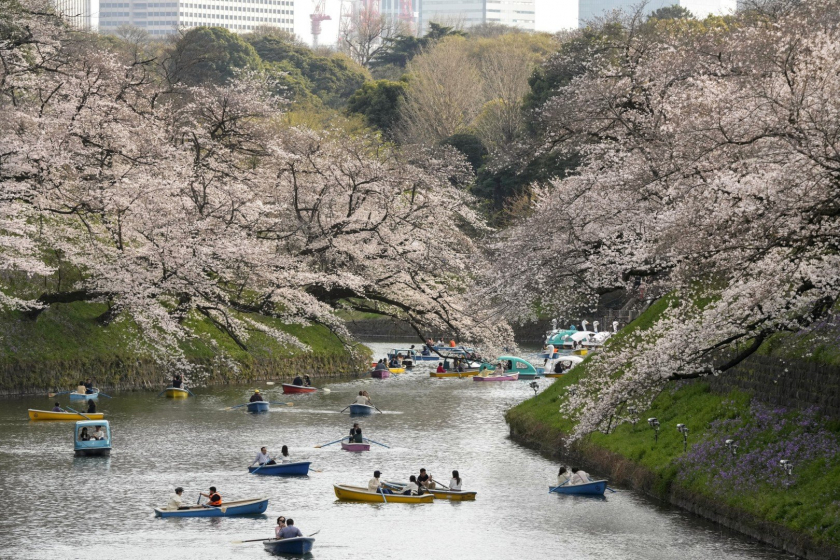 Mọi người thưởng thức hoa anh đào khi họ chèo thuyền trên hào nước Chidorigafuchi ở Nhật Bản
