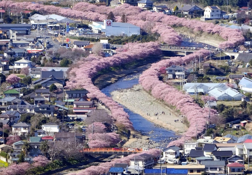 Những cây hoa anh đào dọc một con sông ở Kawazu, Nhật Bản